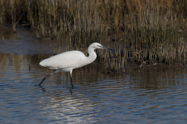 istock Little egret, Egretta garzetta, 1348838150