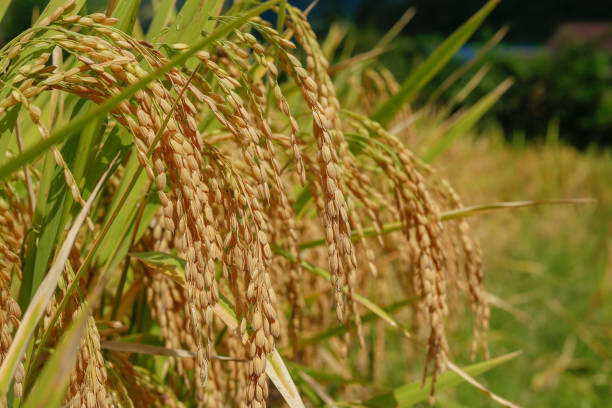 istock close up paddy rice on farmland 1348840738