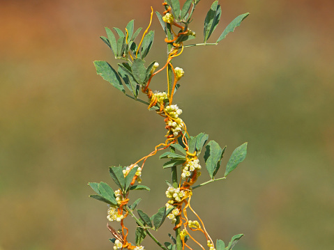 The greater dodder or European dodder, parasitic plant on alfalfa. Cuscuta europaea