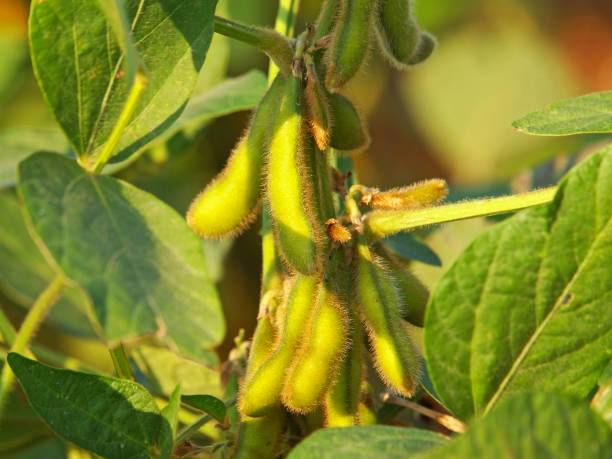 istock Soybean plant with pods, Glycine max 1348841231