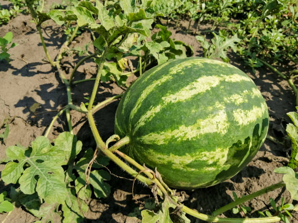 istock Green, striped watermelon in the garden 1348841293