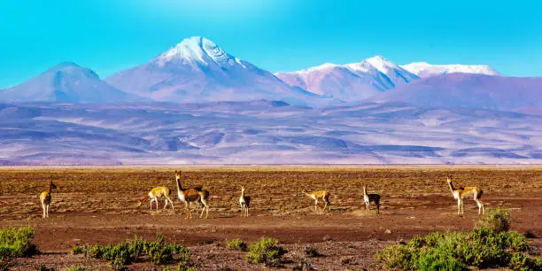 Scenic landscape with vicunas grazing on the Bolivian Andes. Bolivian altiplano