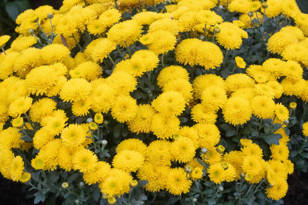 istock Chrysanthemum in London, England 1348842327