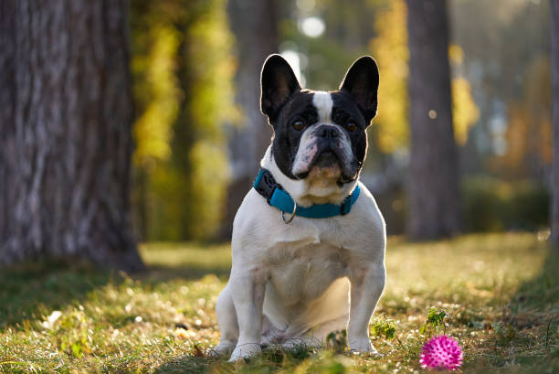 istock French bulldog in the autumn park 1348843492