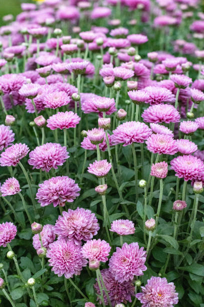 istock Chrysanthemum 'Barbara' in London, England 1348843913