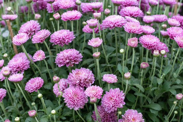 istock Chrysanthemum 'Barbara' in London, England 1348843915