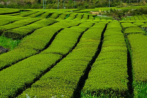 Jeju Green Tea Field VD702