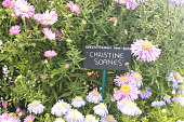symphyotrichum-novi-belgii-christine-soanes-in-london-england.jpg?b=1&s=170x170&k=20&c=ynE2WAnM1J0pK9q2pz3VL0btWb7MOnaDG-DDCijhuvM=