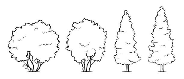 садовые деревья векторная стоковая иллюстрация - черно-белое изображение. - bush isolated tree cypress tree stock illustrations