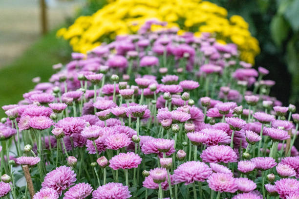 istock Chrysanthemum 'Barbara' in London, England 1348844693