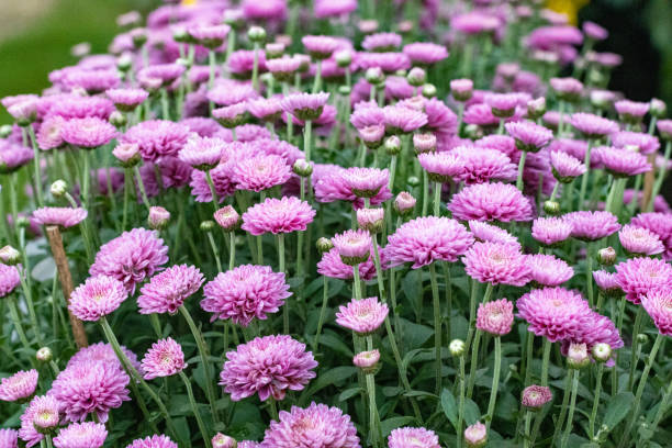 istock Chrysanthemum 'Barbara' in London, England 1348844876