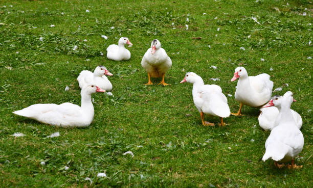 istock Ducks on the green field 1348845159