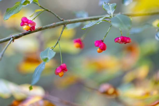 Euonymus europaeus, known as spindle, and also as European spindle and common spindle, is a deciduous shrub or small tree in the family Celastraceae, native to much of Europe from Ireland and southern Scandinavia in the north, to northern Spain and Sicily in the south.