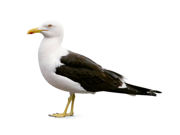 istock Side view of sea gull 1348847159
