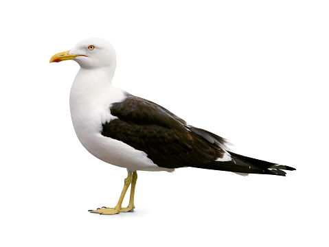 Side view of sea gull isolated on white