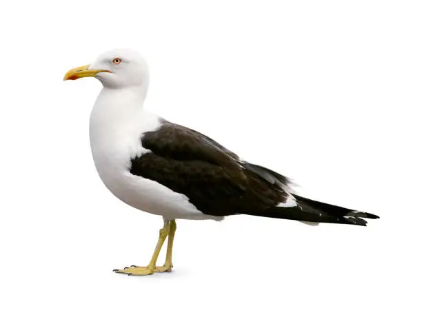 Photo of Side view of sea gull