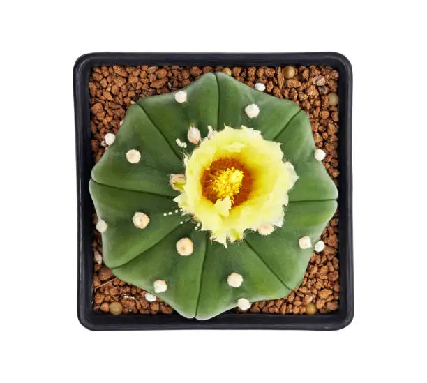 Photo of Astrophytum asterias nudum with flower, Star cactus in pot isolated on white background with clipping path