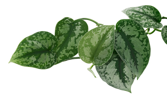 Scindapsus pictus leaves, Satin Pothos plant, Exotic foliage isolated on white background, with clipping path