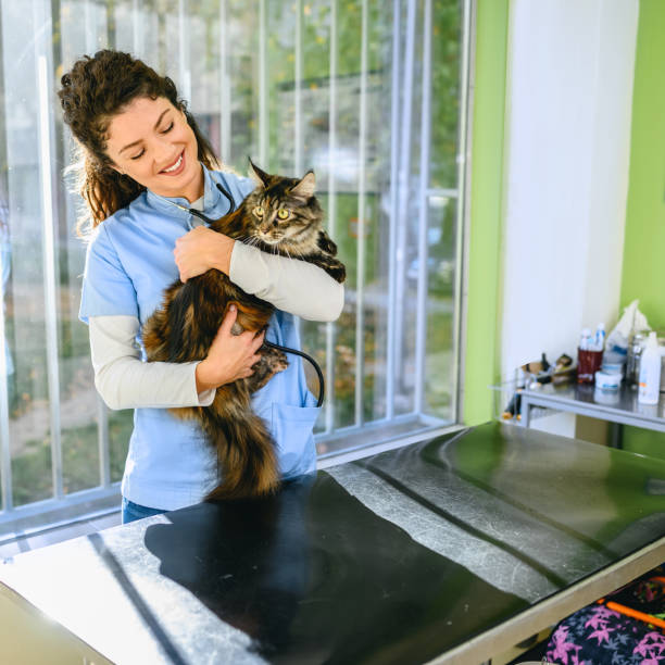 istock Cat with veterinarian doctor 1348848118