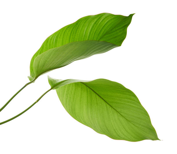 istock Calathea foliage, Exotic tropical leaf, Large green leaf, isolated on white background with clipping path 1348848667