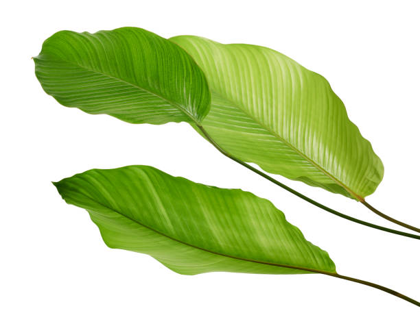 istock Calathea foliage, Exotic tropical leaf, Large green leaf, isolated on white background with clipping path 1348848680