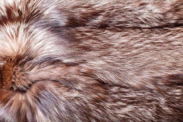istock Natural animal fur, as background 1348848697