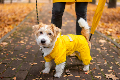 A Jack Russell Terrier puppy in a yellow raincoat sits in an autumn park in front of a girl with an umbrella.