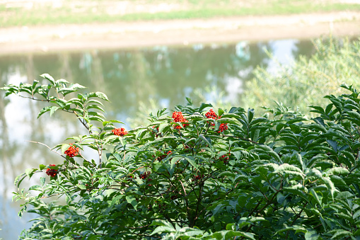 A bush of ripe viburnum, bright red berries, a bunch of ripe viburnum berries on a bush
