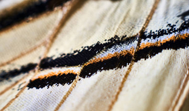 istock Old World swallowtail butterfly wing macro ,Papilio machaon 1348851812
