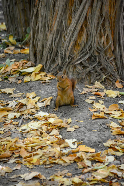 istock Squirrel in the forest. Squirrel on the ground. Autumn forest and squirrel 1348851963