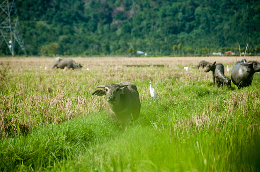Herds of buffaloes in the rice fields