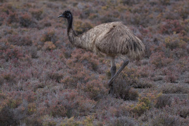emu - ostrich solitude loneliness walking zdjęcia i obrazy z banku zdjęć