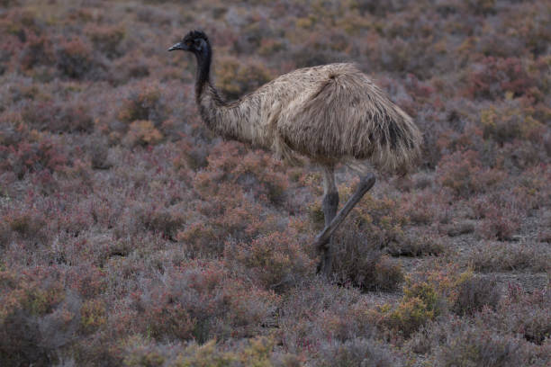 emu - ostrich solitude loneliness walking imagens e fotografias de stock