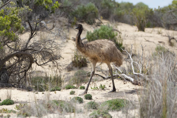 emu - ostrich solitude loneliness walking imagens e fotografias de stock