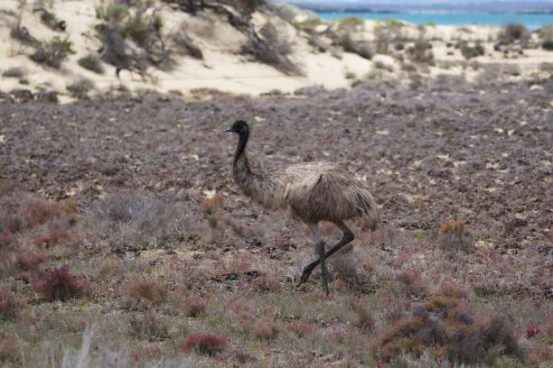 émeu - ostrich solitude loneliness walking photos et images de collection