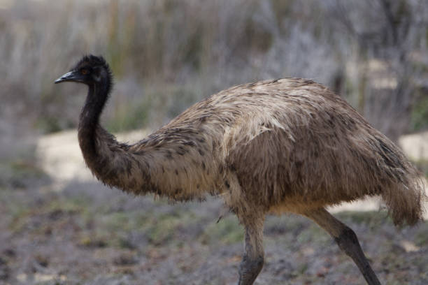 emu - ostrich solitude loneliness walking imagens e fotografias de stock