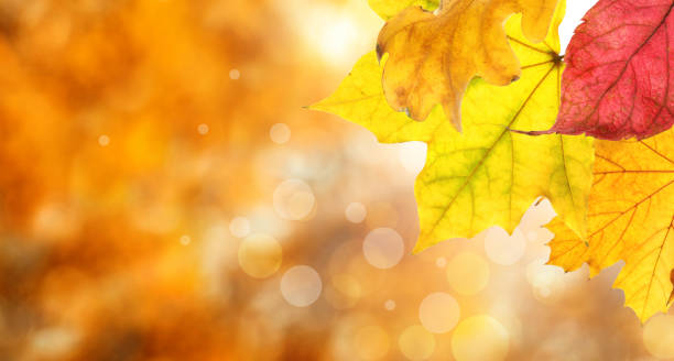 istock Beautiful autumn leaves outdoors on sunny day, space for text with bokeh effect. Banner design 1348853734