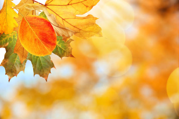 istock Beautiful autumn leaves outdoors on sunny day, space for text. Bokeh effect 1348853736
