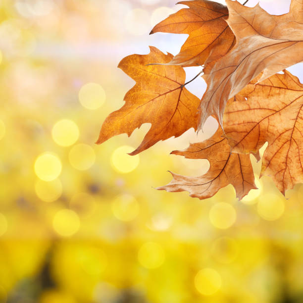 istock Beautiful autumn leaves outdoors on sunny day, space for text. Bokeh effect 1348853812