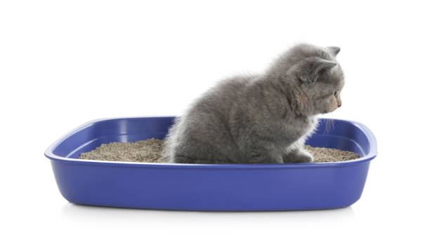 istock Cute British Shorthair kitten in litter box on white background 1348853888