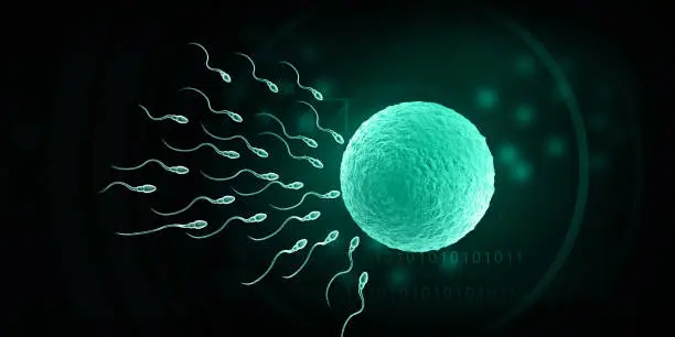 Photo of Sperm and egg. Fertilization process