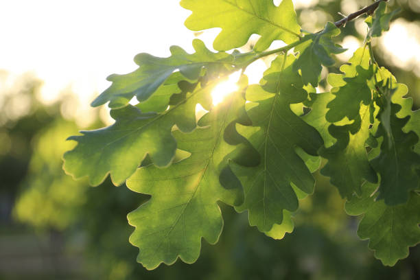 istock Closeup view of oak tree with young fresh green leaves outdoors on spring day 1348853997