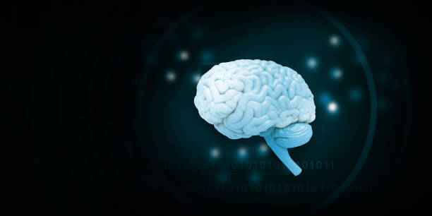 istock Healthy human brain anatomy 1348854557