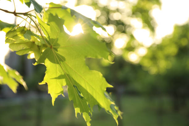 istock Closeup view of maple tree with young fresh green leaves outdoors on spring day 1348854608
