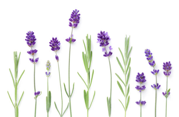 istock Set Of Lavender Flowers Isolated Over White 1348855364