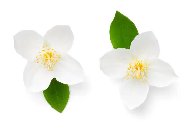 Jasmine flower with leaf isolated on white background. View from above