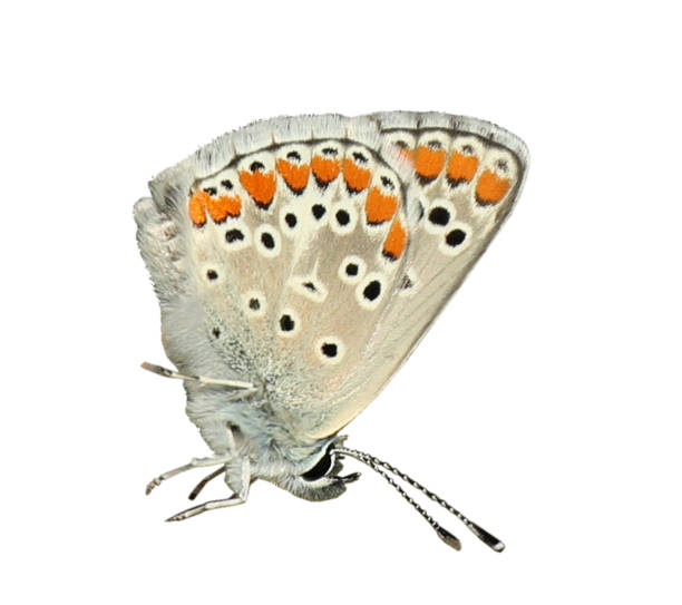 istock Beautiful bright butterfly flying on white background 1348855579