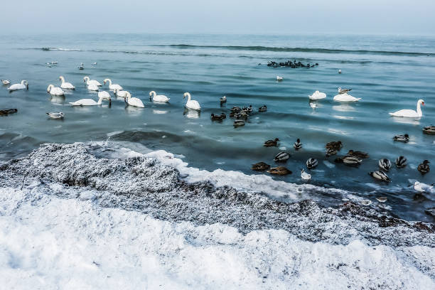 A duck and swans swimming through ice blocks floating on a frozen Baltic Sea. Concept animals prepared for low temperatures