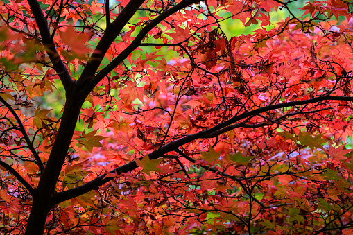 Seasonal Autumn colours at Batsford Arboretum