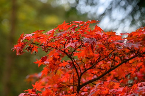 Seasonal Autumn colours at Batsford Arboretum